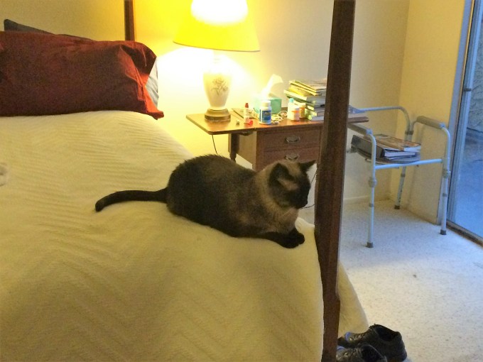 Our master bedroom being properly guarded by one of our cats.